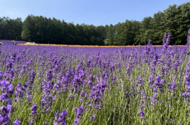 富良野ラベンダー畑（ファーム富田）