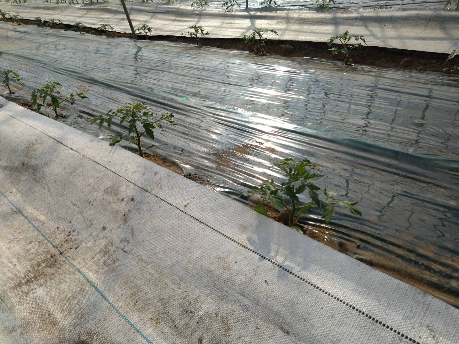 https://fujinami-farm.com