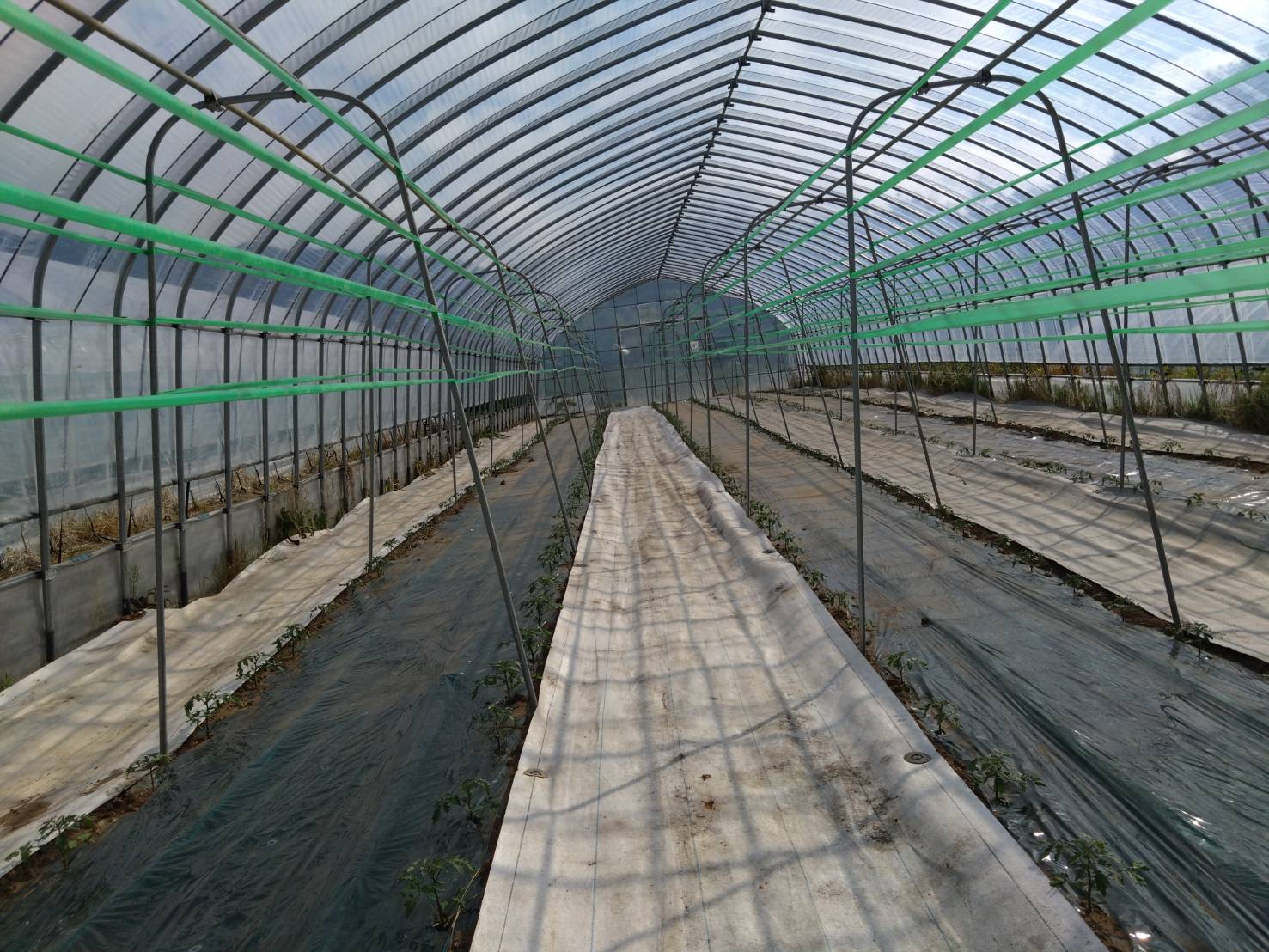 https://fujinami-farm.com
