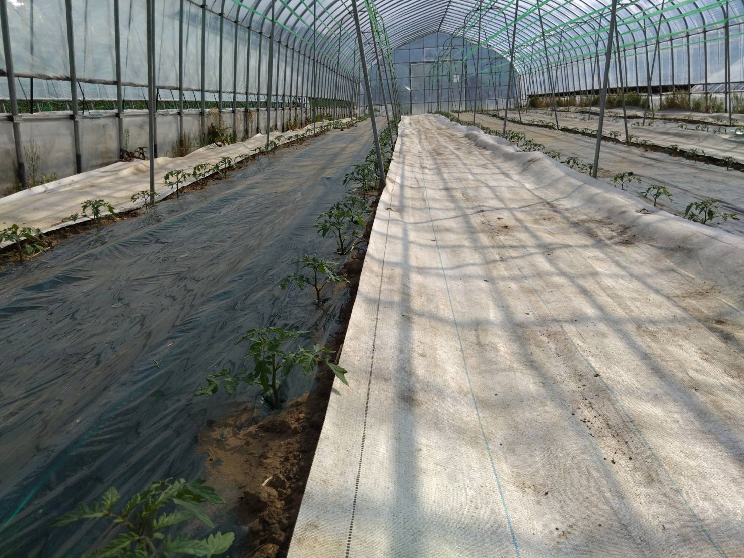 https://fujinami-farm.com