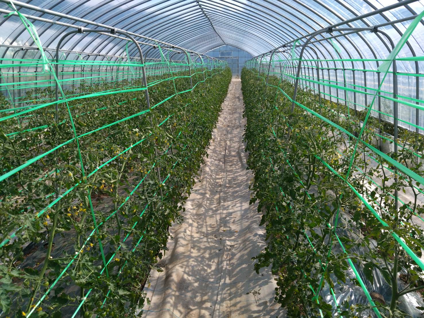 https://fujinami-farm.com