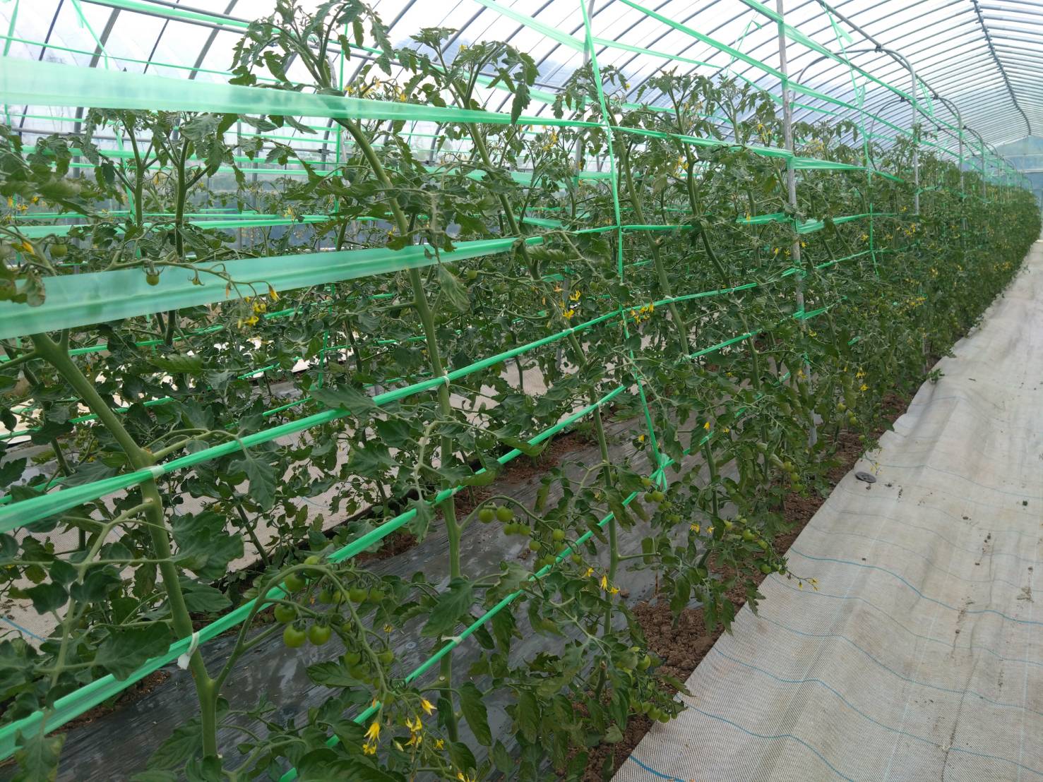 https://fujinami-farm.com
