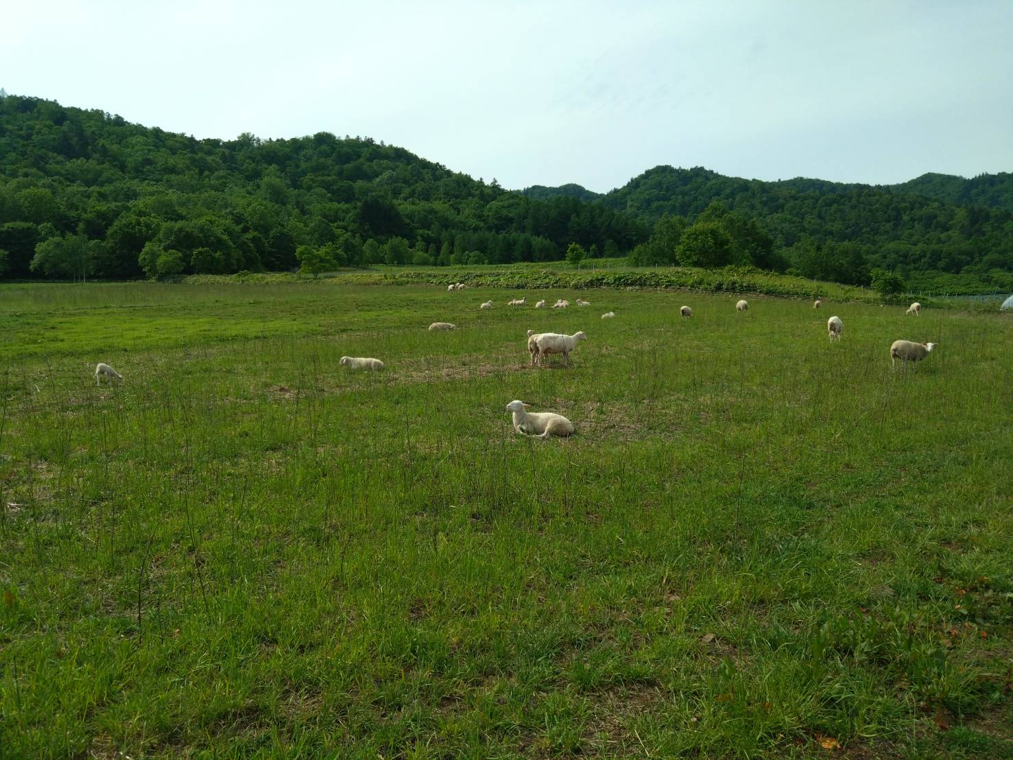 https://fujinami-farm.com