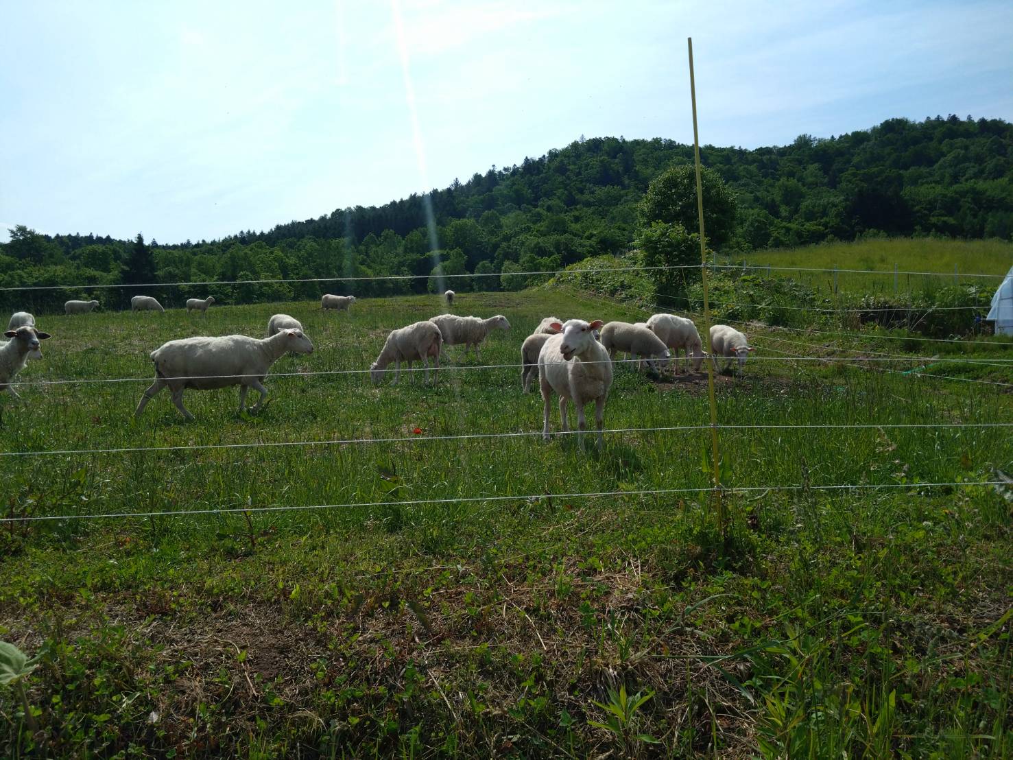 https://fujinami-farm.com