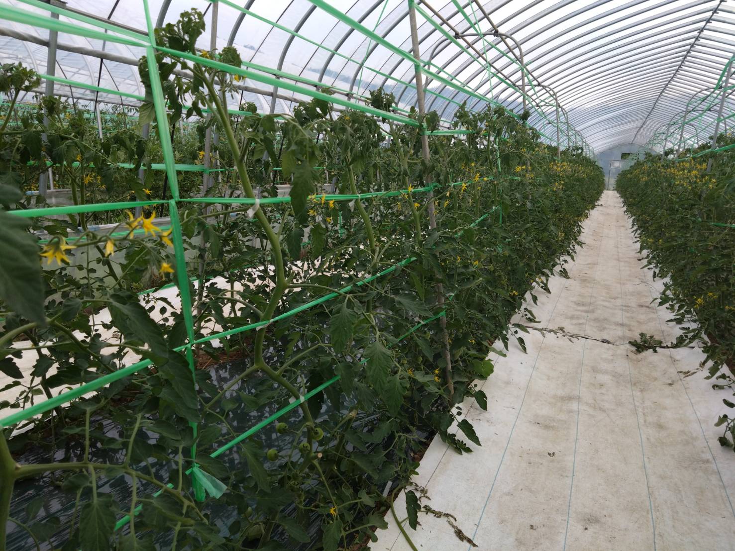 https://fujinami-farm.com