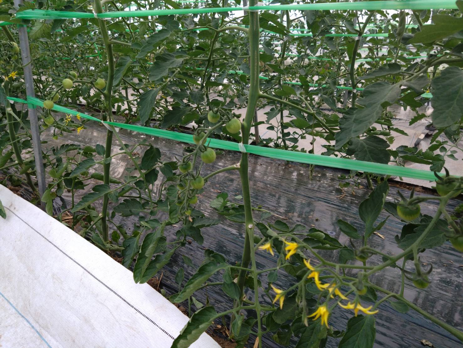 https://fujinami-farm.com