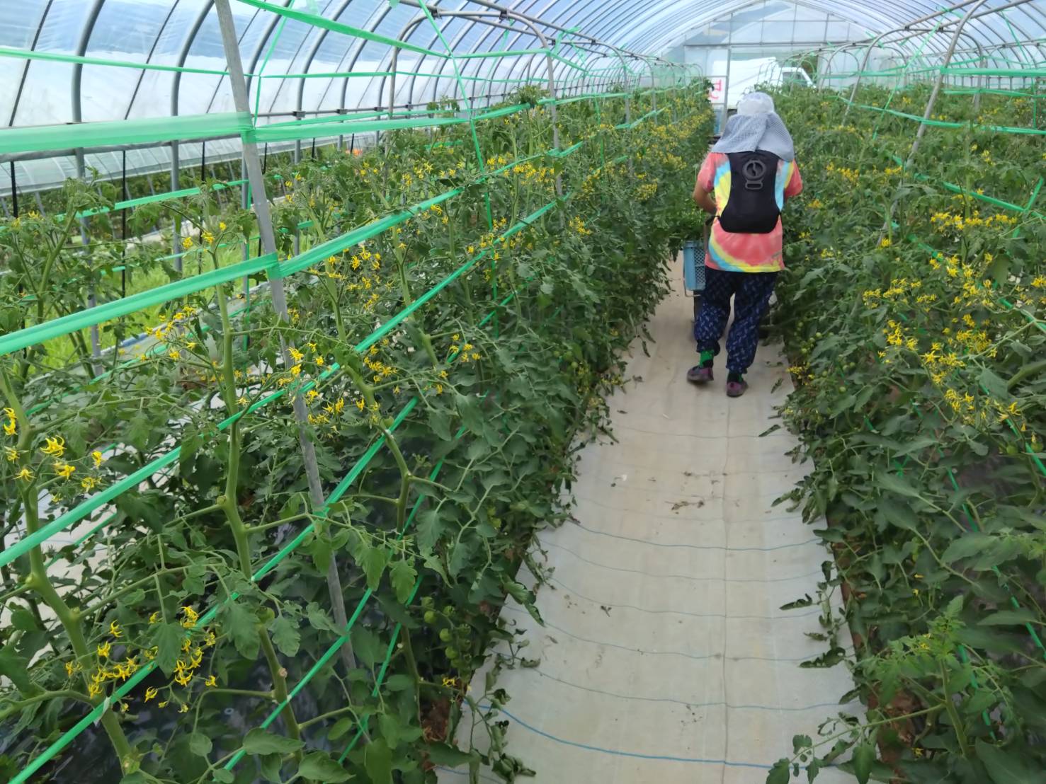 https://fujinami-farm.com