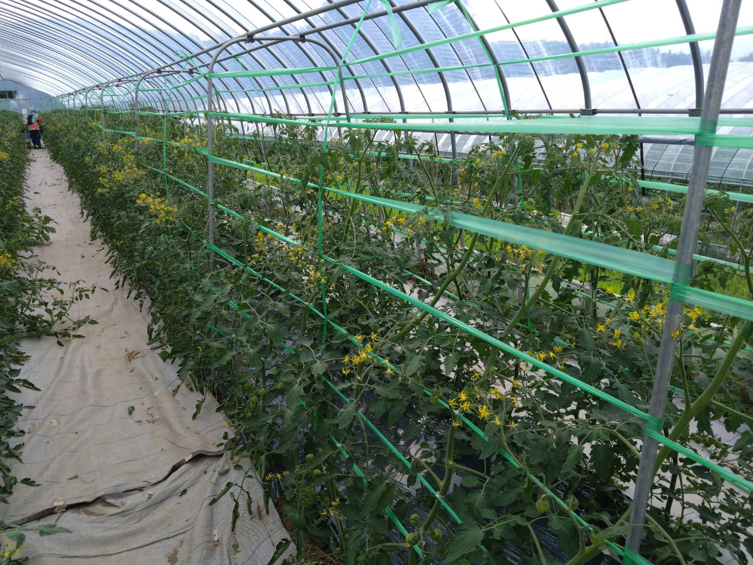 https://fujinami-farm.com