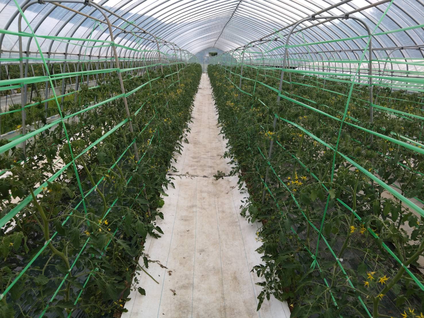 https://fujinami-farm.com