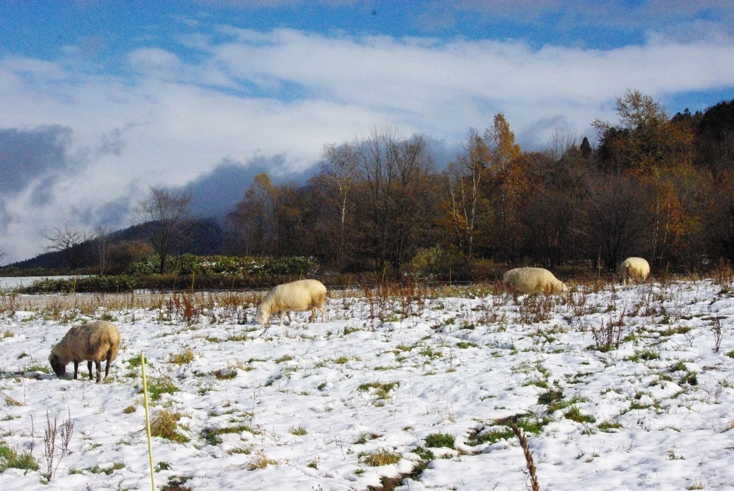 紅葉と雪と羊と