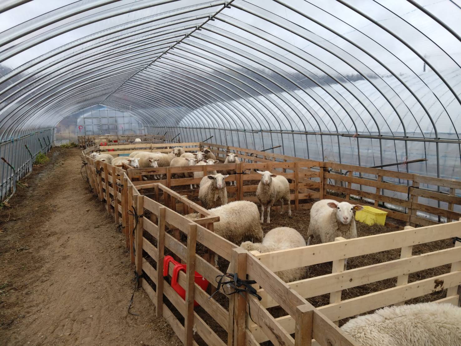 羊たち冬の引っ越し