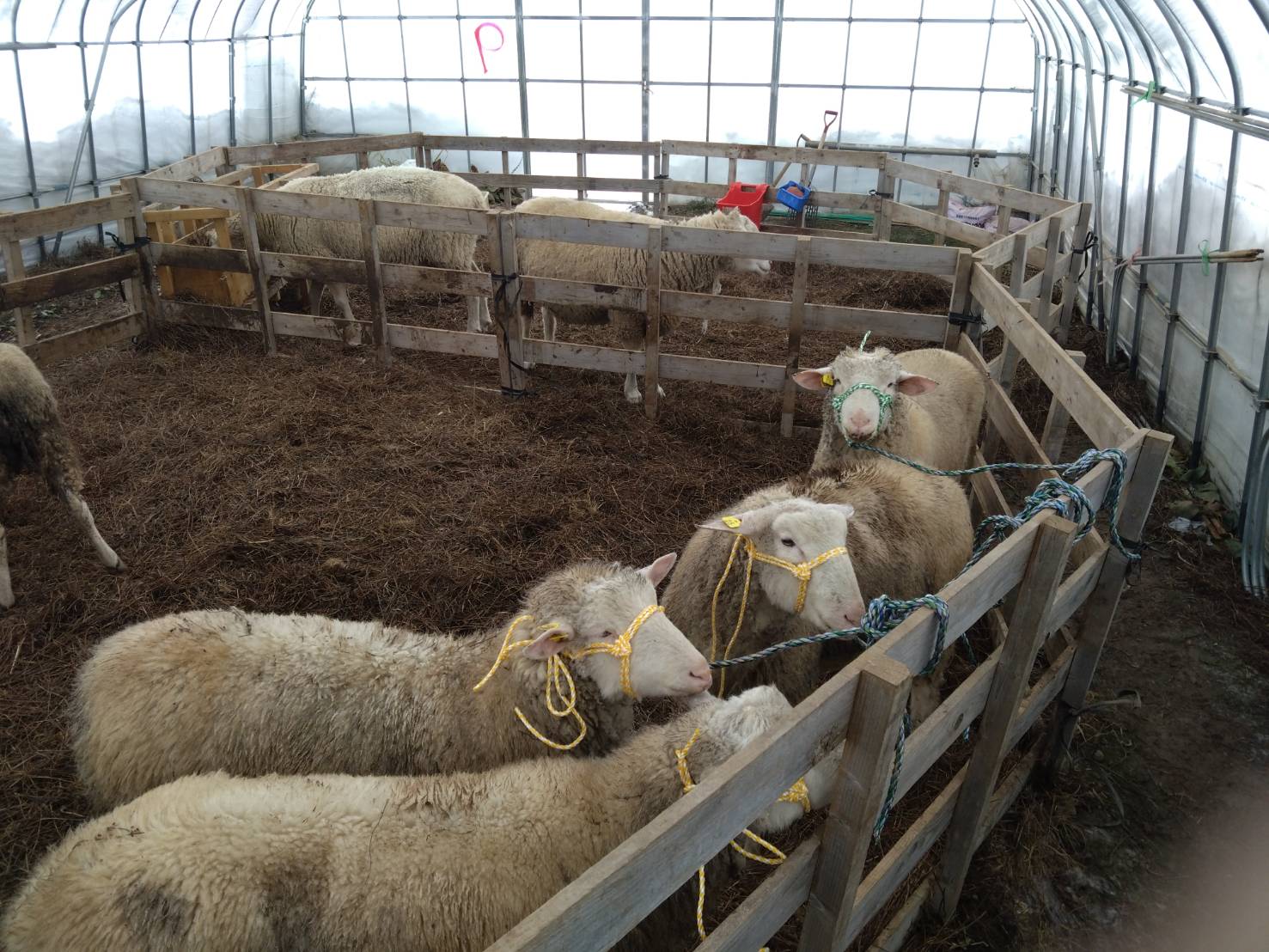 マルシェオガールにて羊肉の販売をします