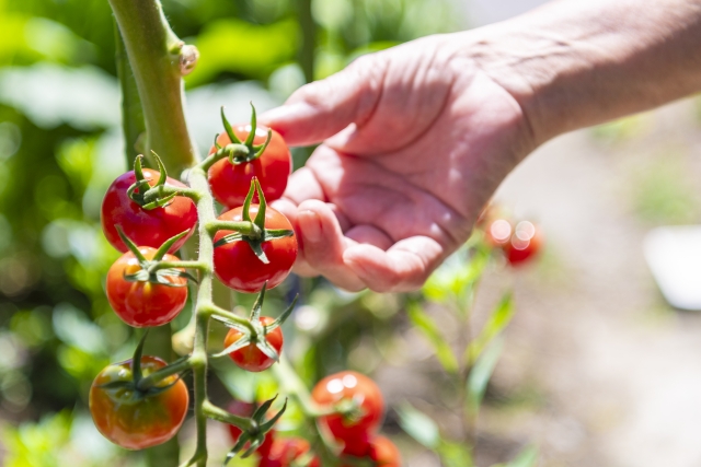 トマト農園のパートで働くという選択。自然の中で、やりがいのある毎日を。