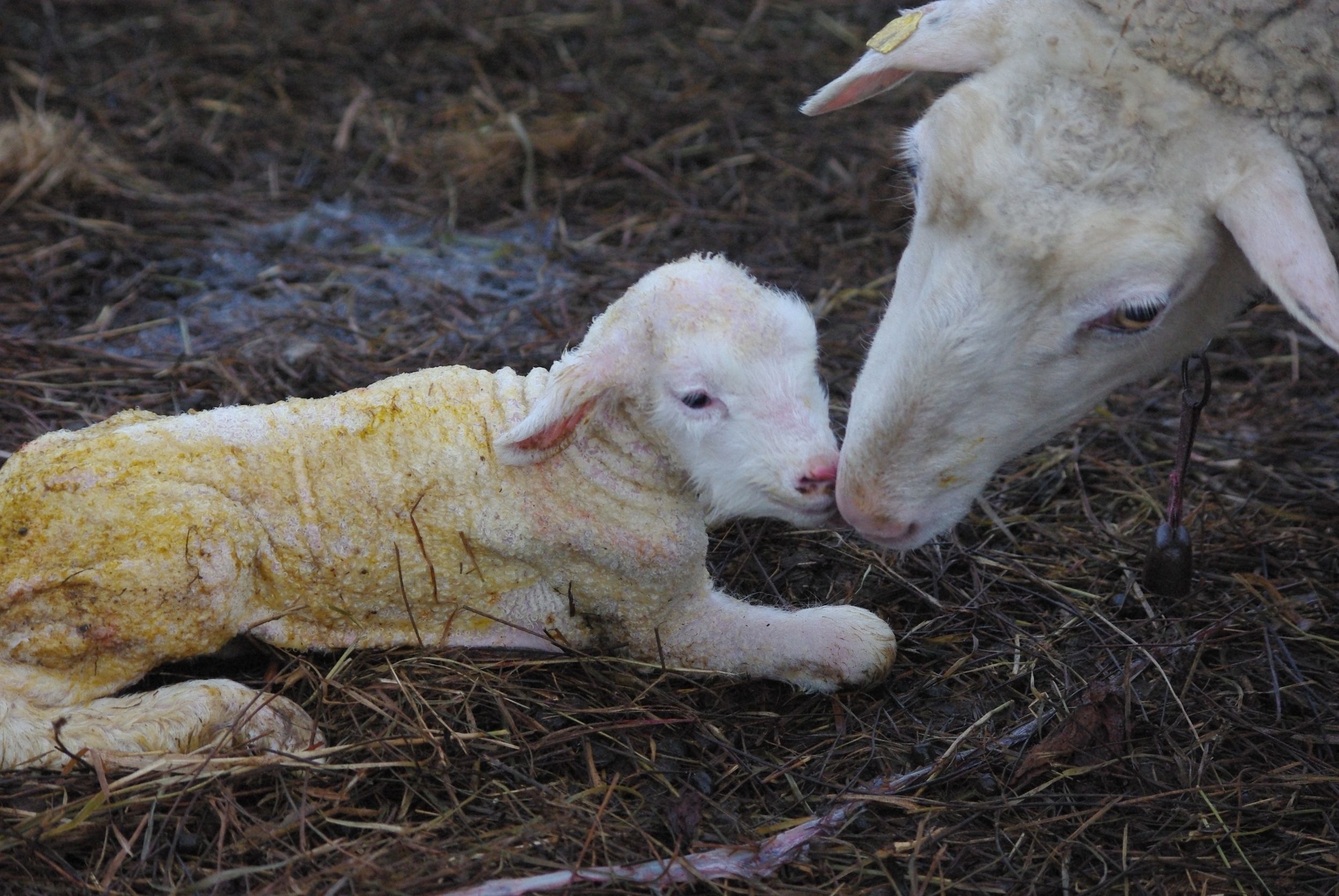 母羊のリッキング