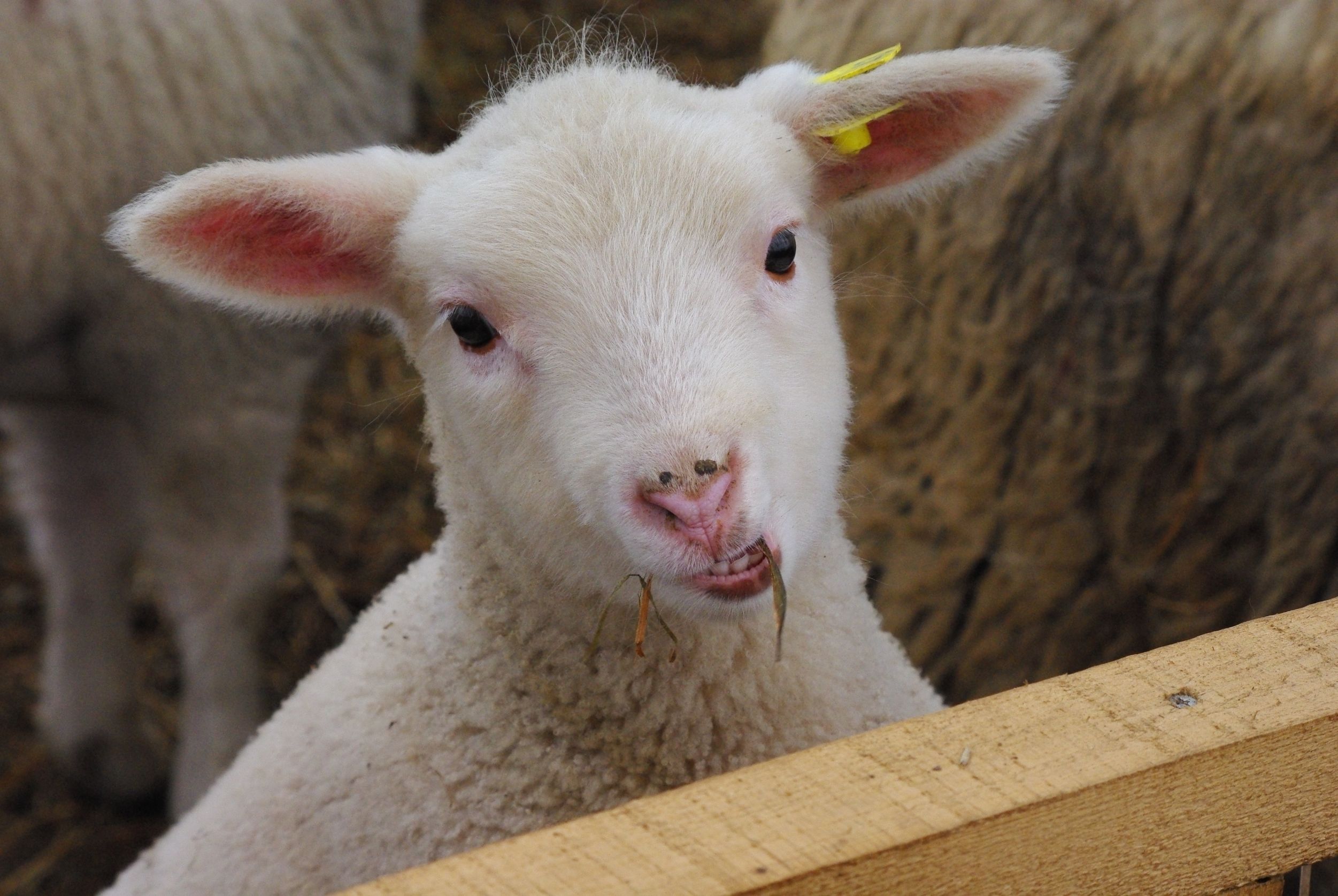 牧草を食べる子羊