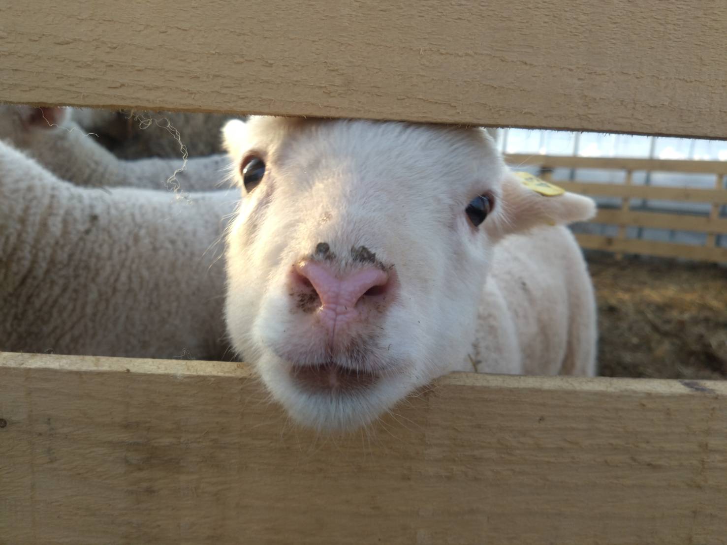 早くに生まれた子羊が、生後1ヶ月を迎えました。