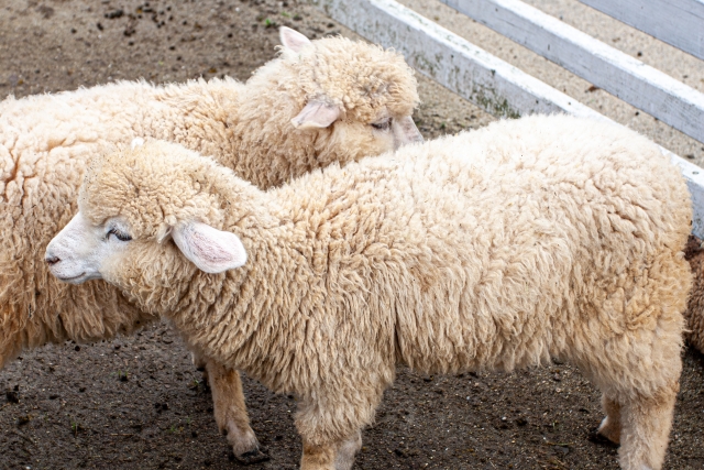 羊とラムの違いとは？藤浪農園で大切にしているめん羊との暮らし