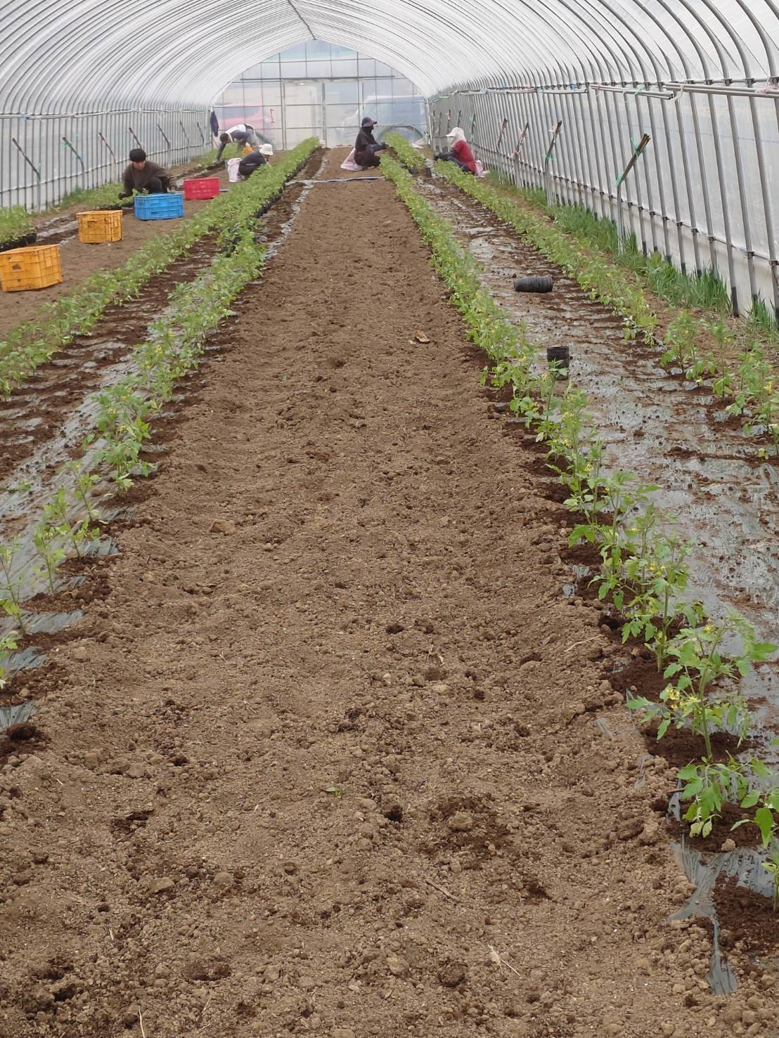 https://fujinami-farm.com