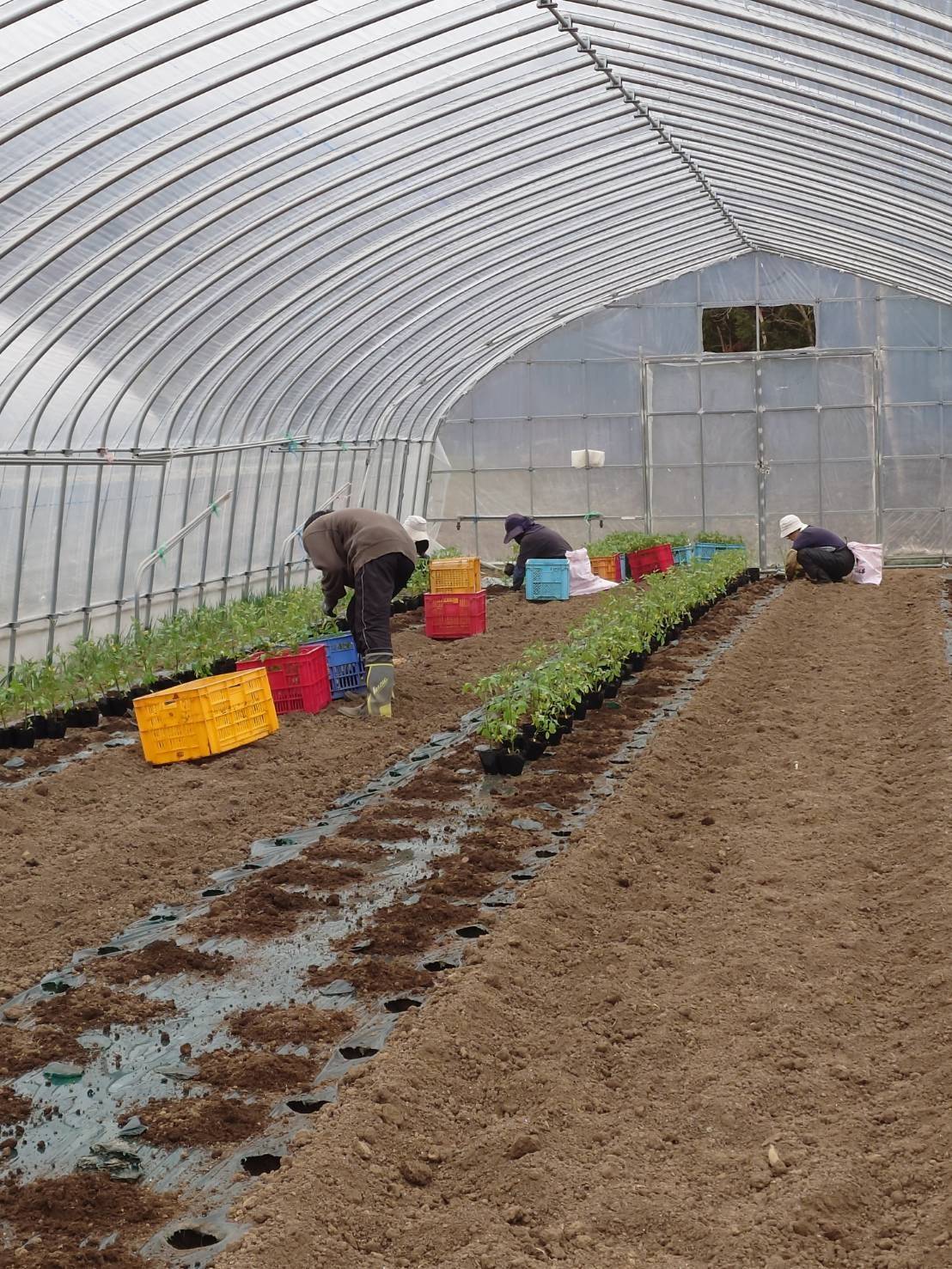 https://fujinami-farm.com