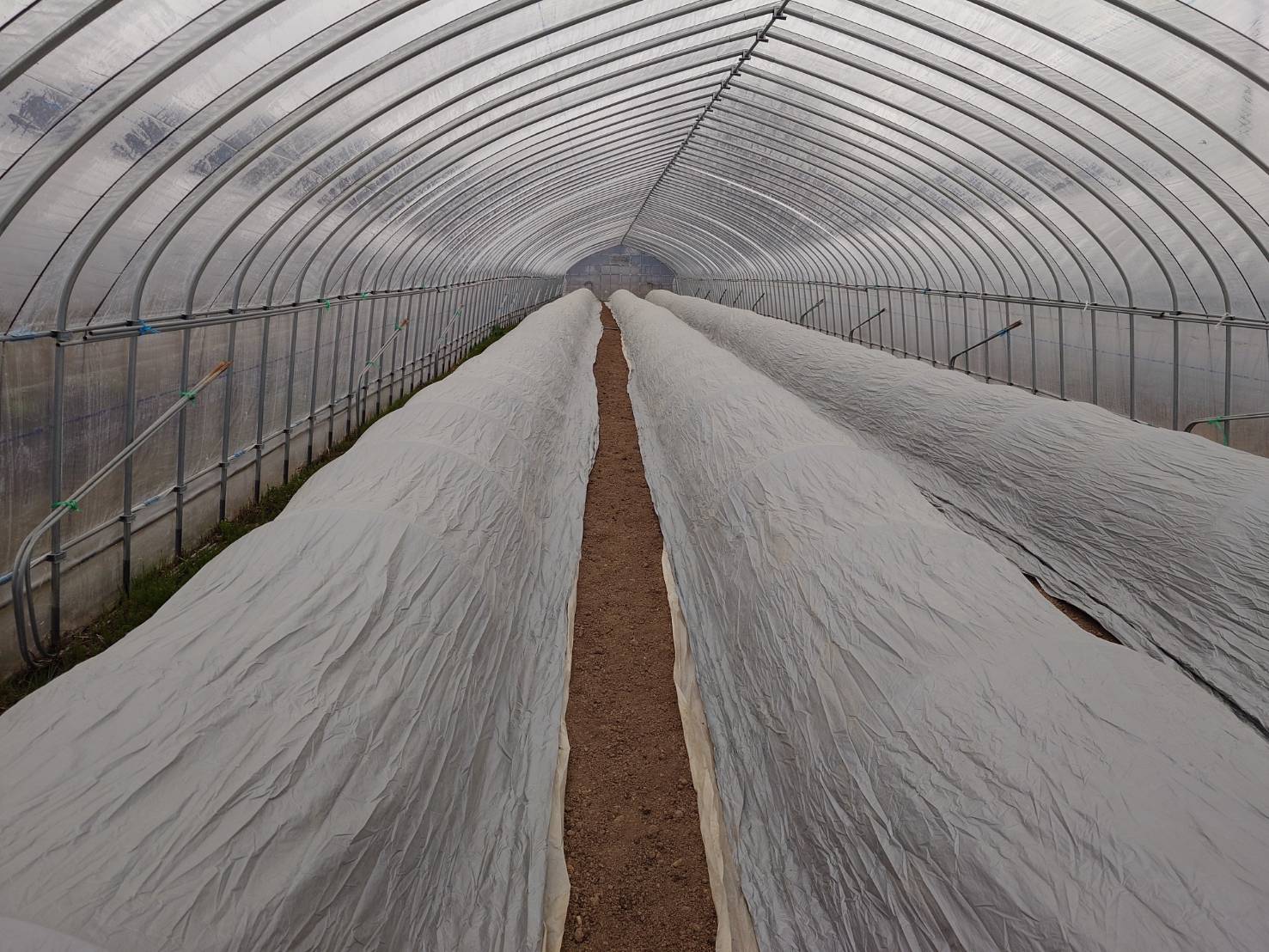 https://fujinami-farm.com