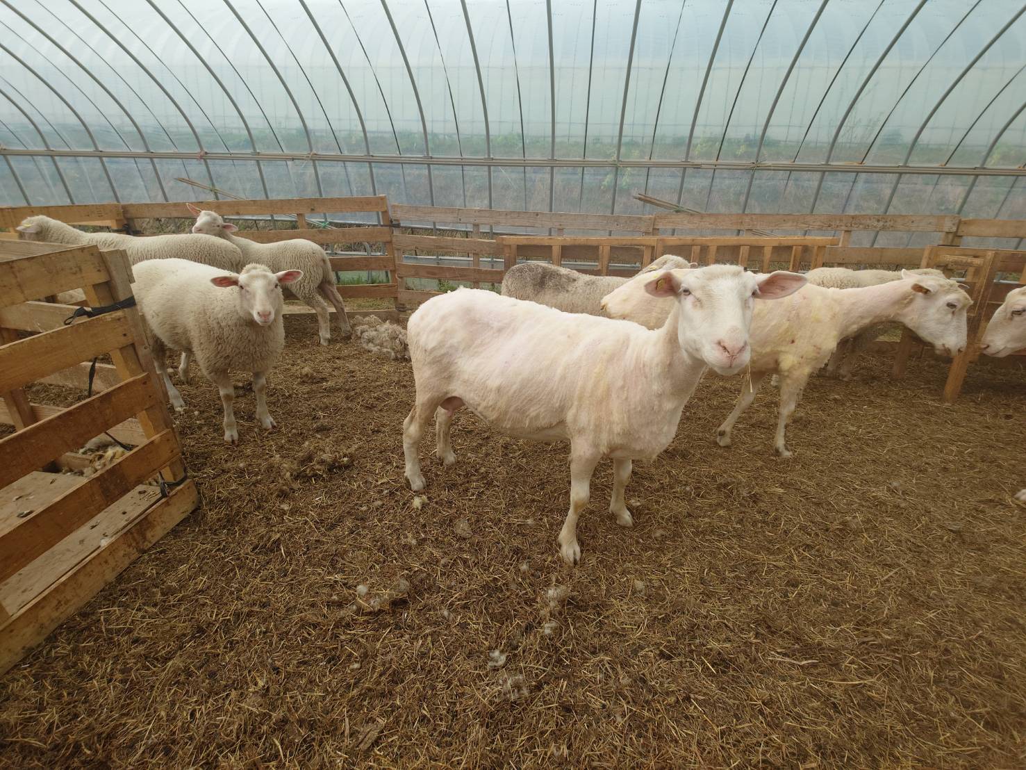 https://fujinami-farm.com