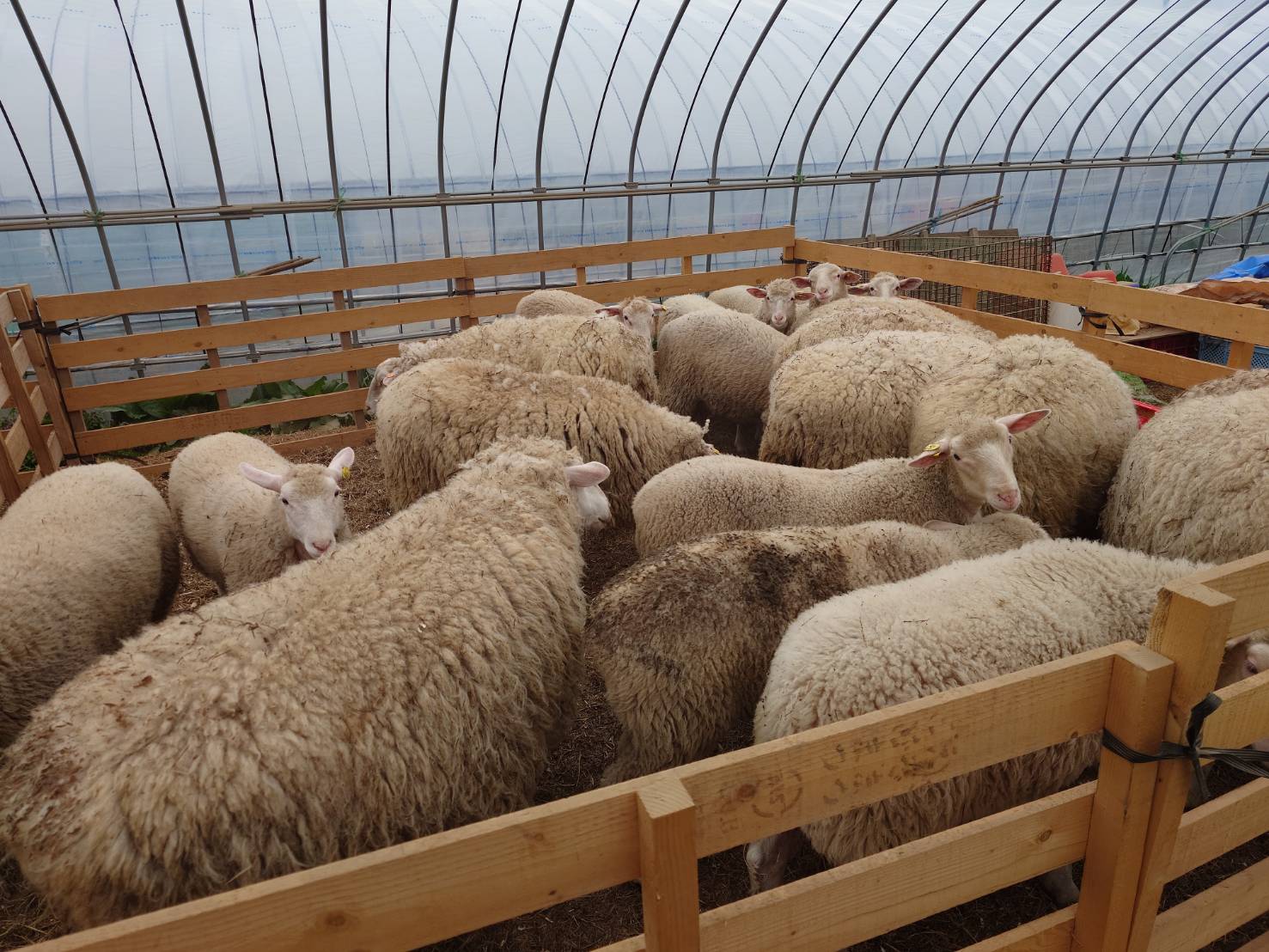 https://fujinami-farm.com