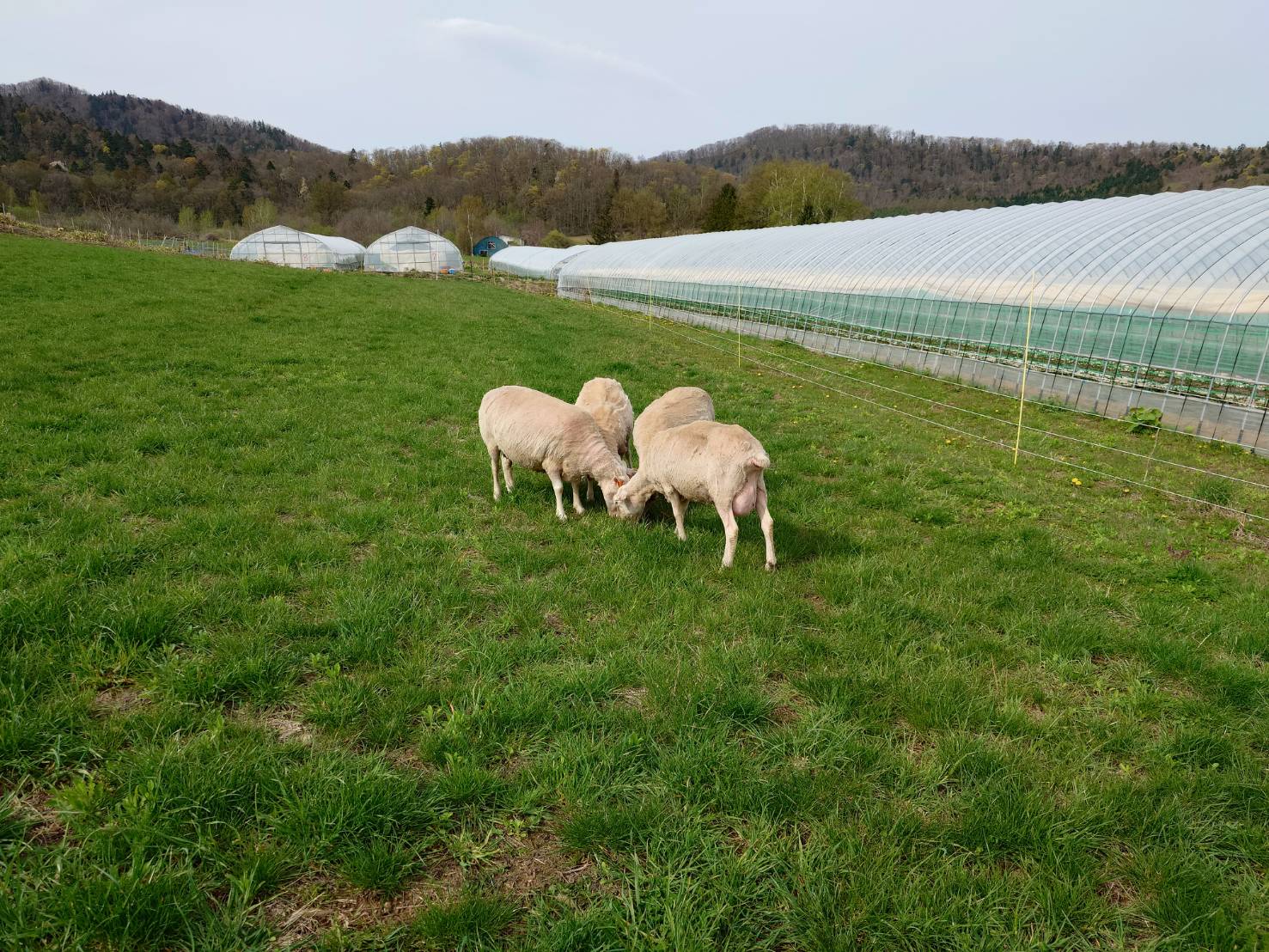https://fujinami-farm.com