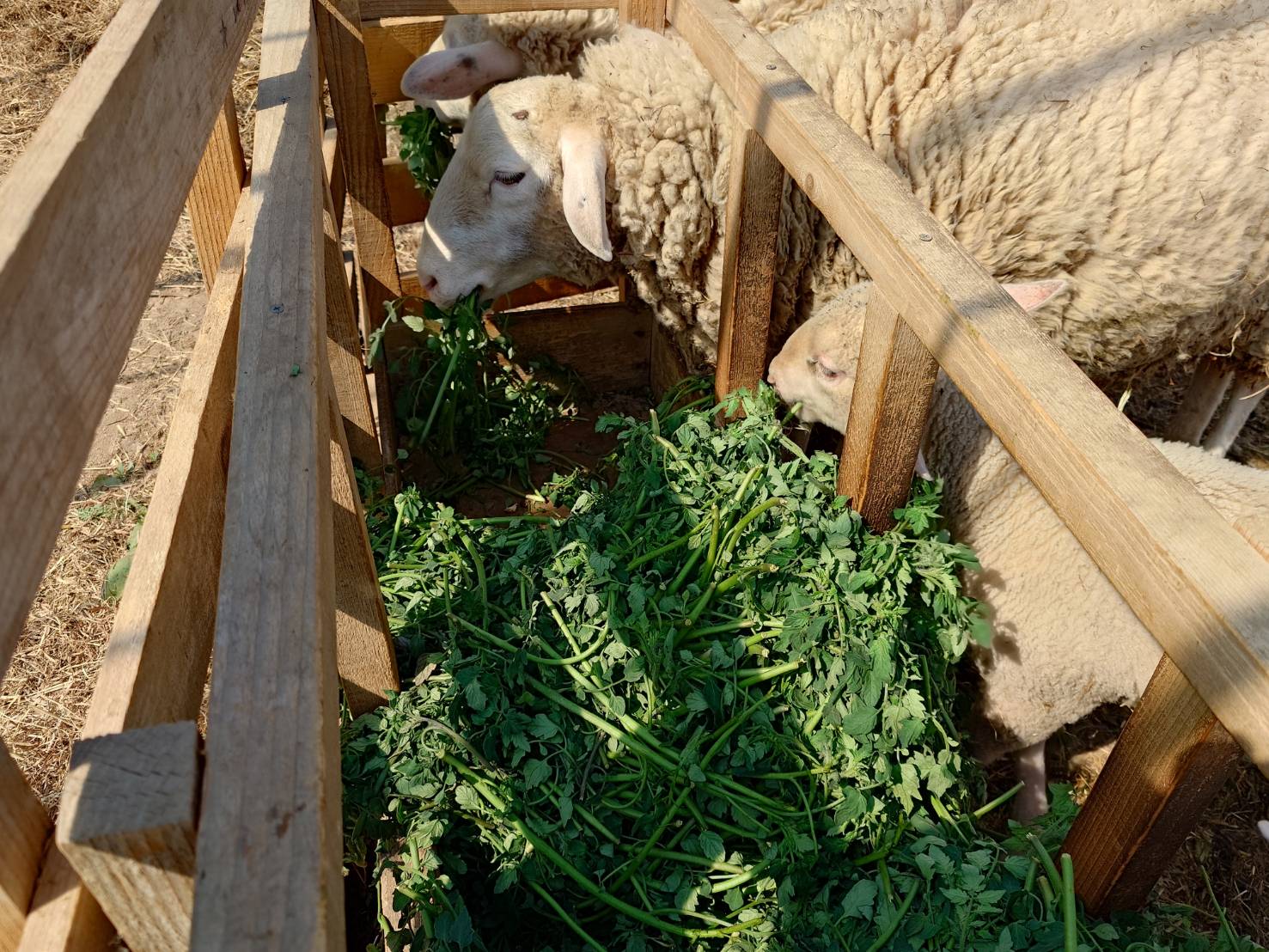 https://fujinami-farm.com