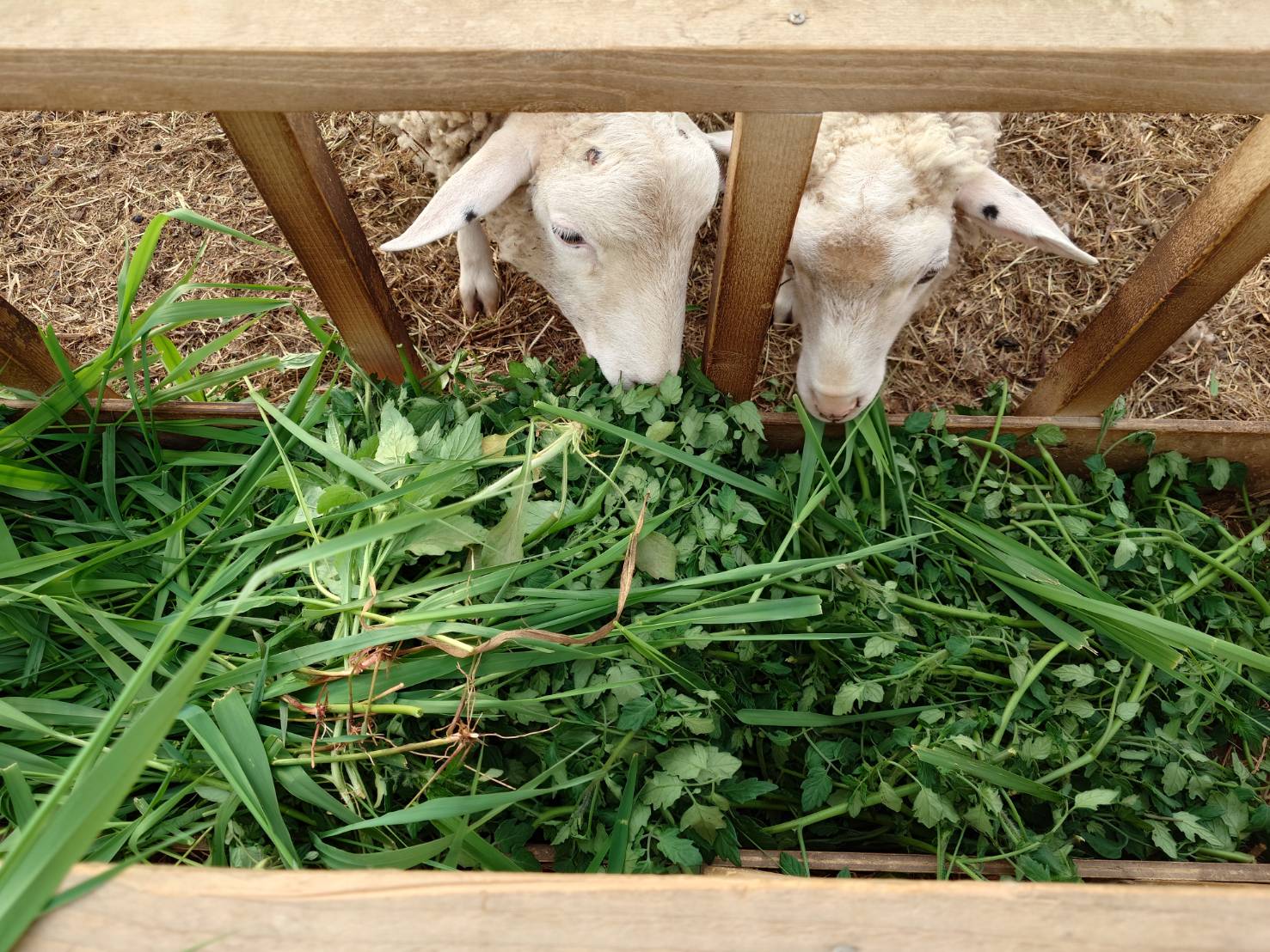 https://fujinami-farm.com