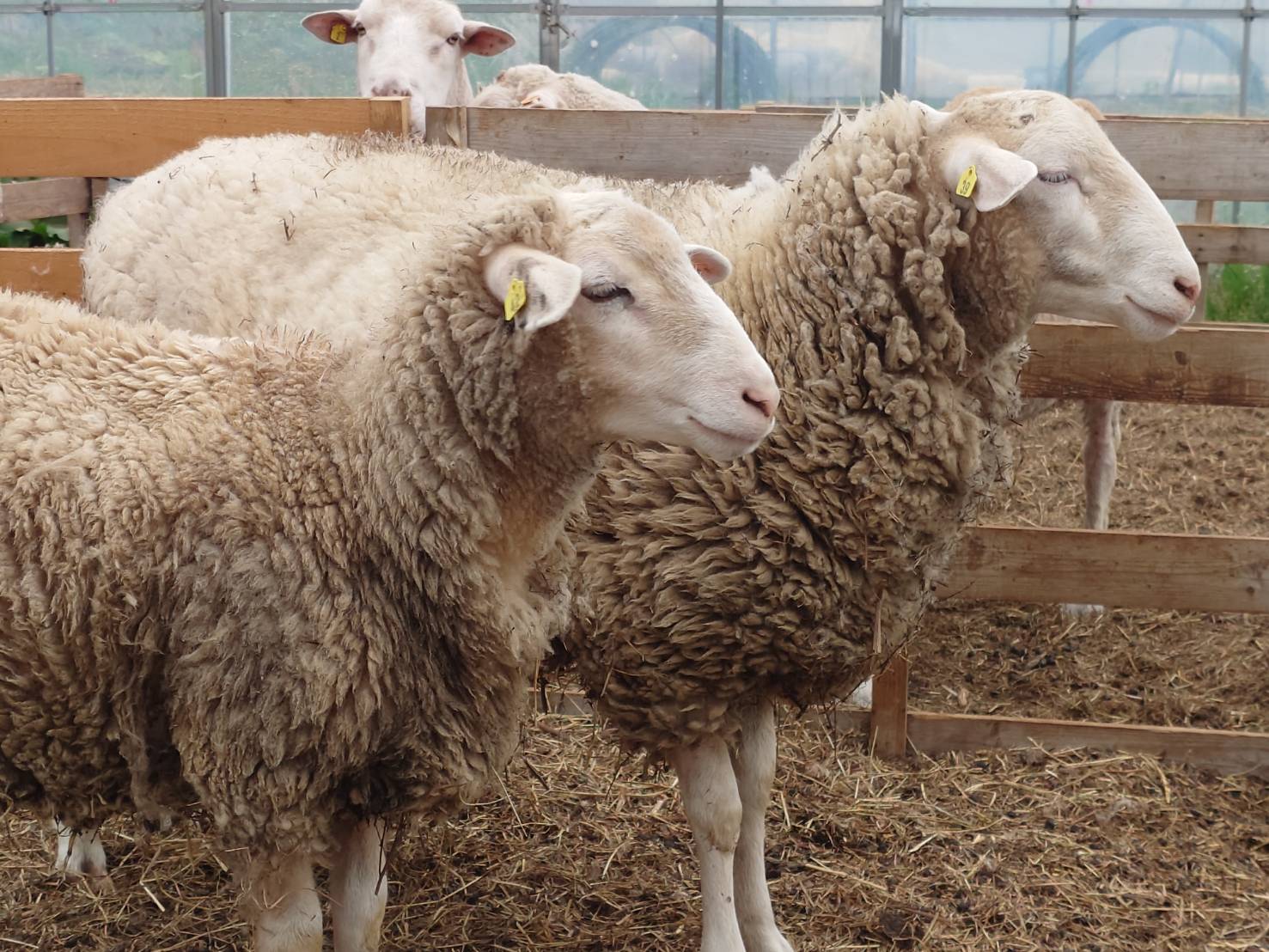 https://fujinami-farm.com