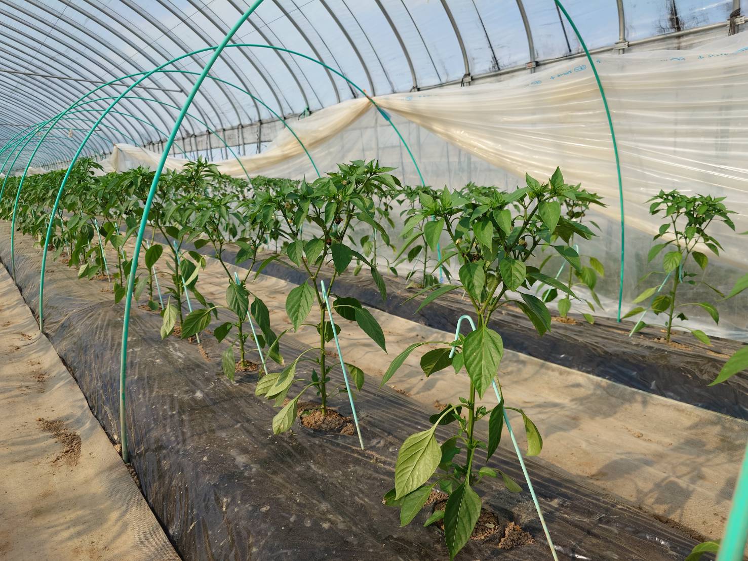 https://fujinami-farm.com