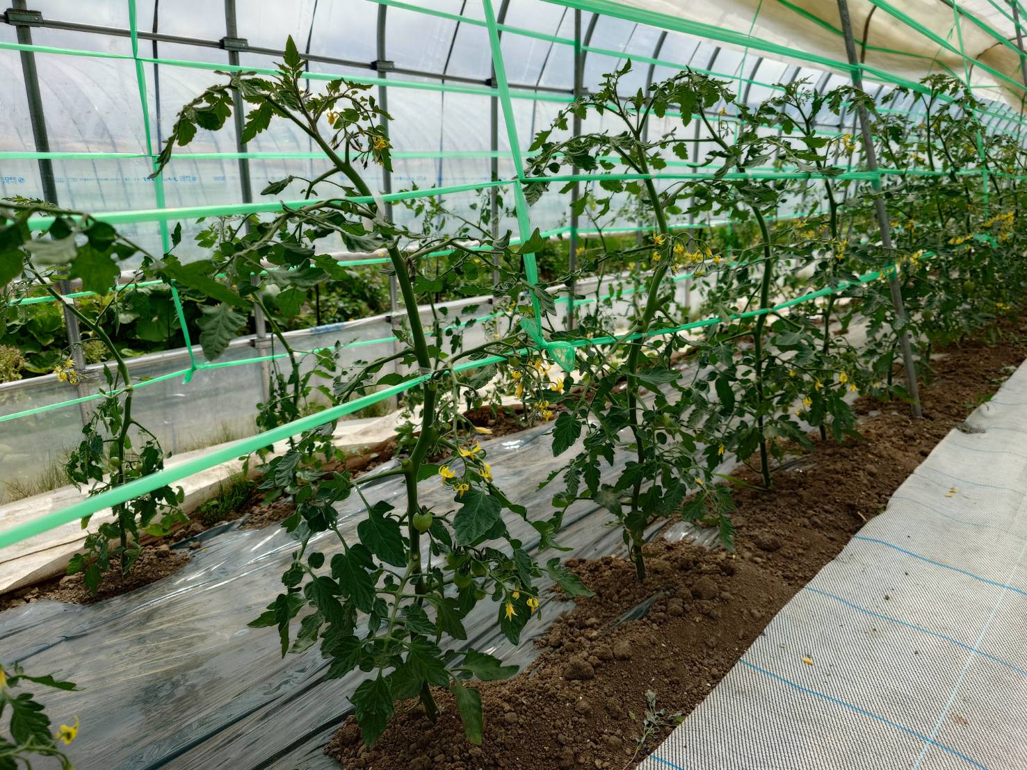 4月に定植したミニトマトの苗も、1ヶ月ほど経ちだいぶ大きく成長してきました。
