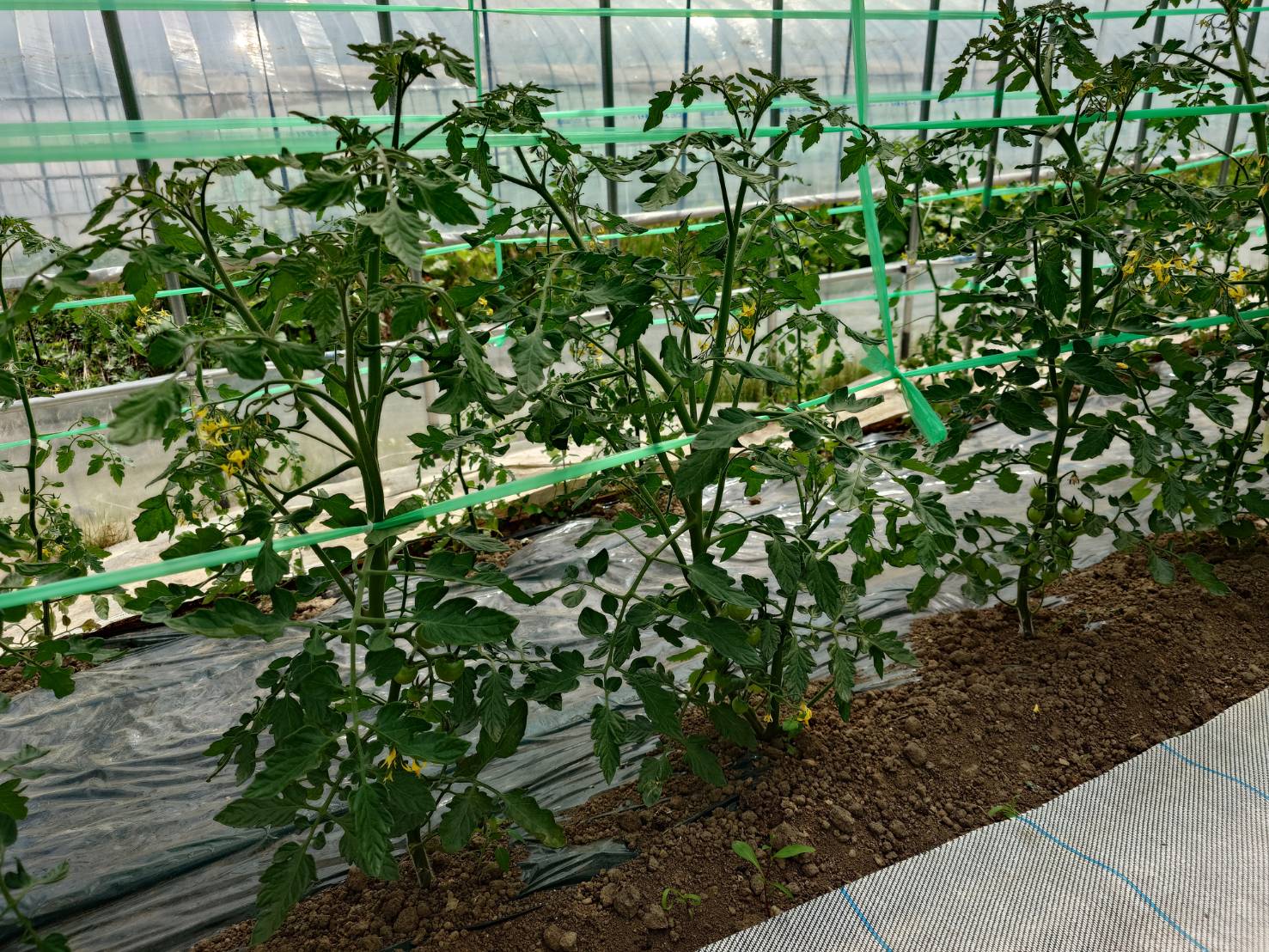 https://fujinami-farm.com