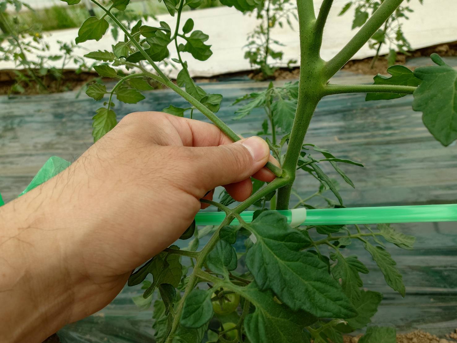 https://fujinami-farm.com