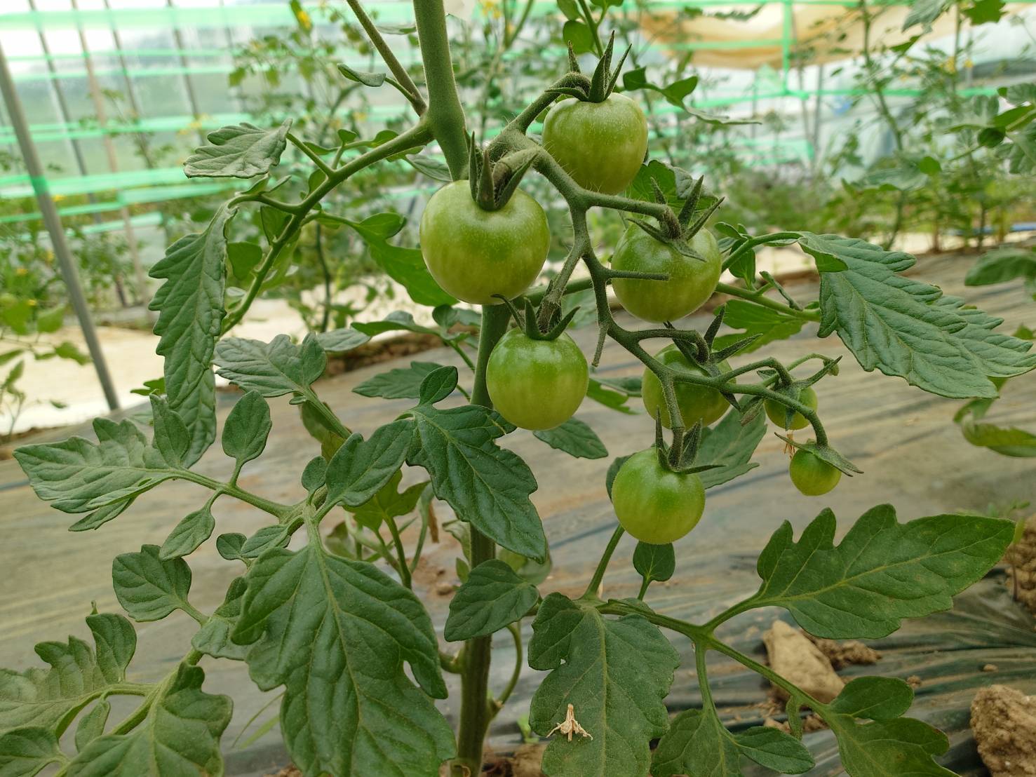 https://fujinami-farm.com
