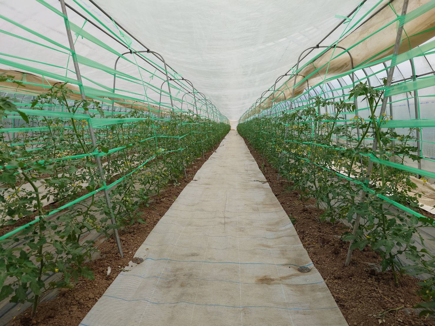https://fujinami-farm.com