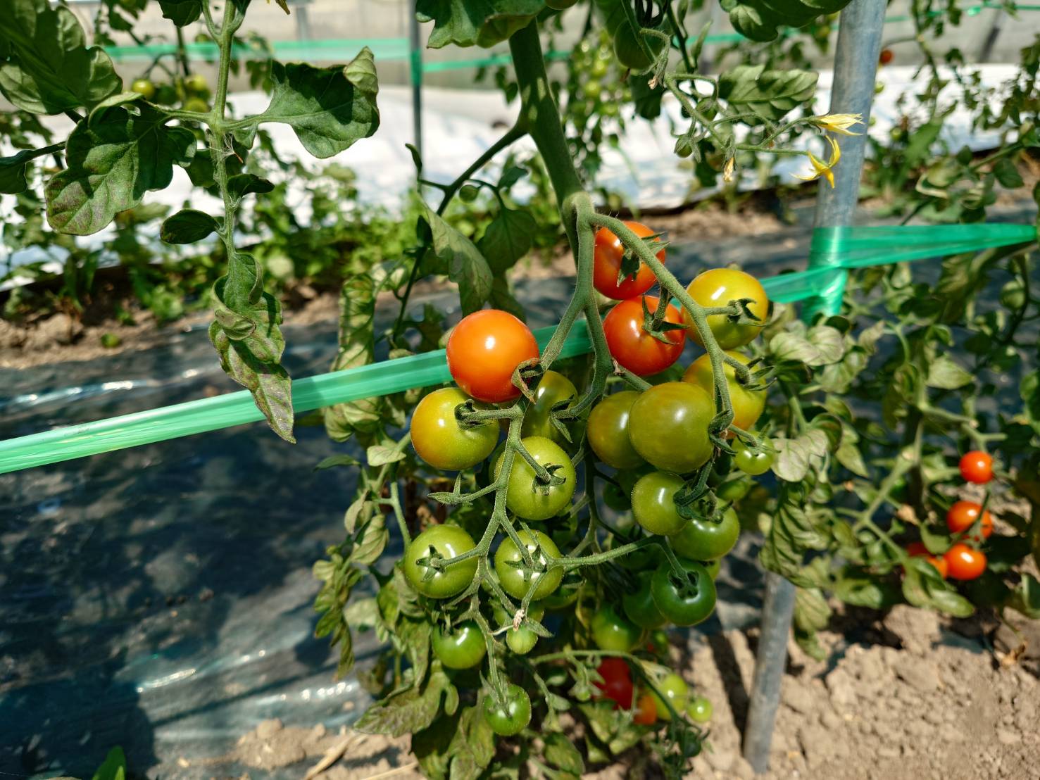 https://fujinami-farm.com