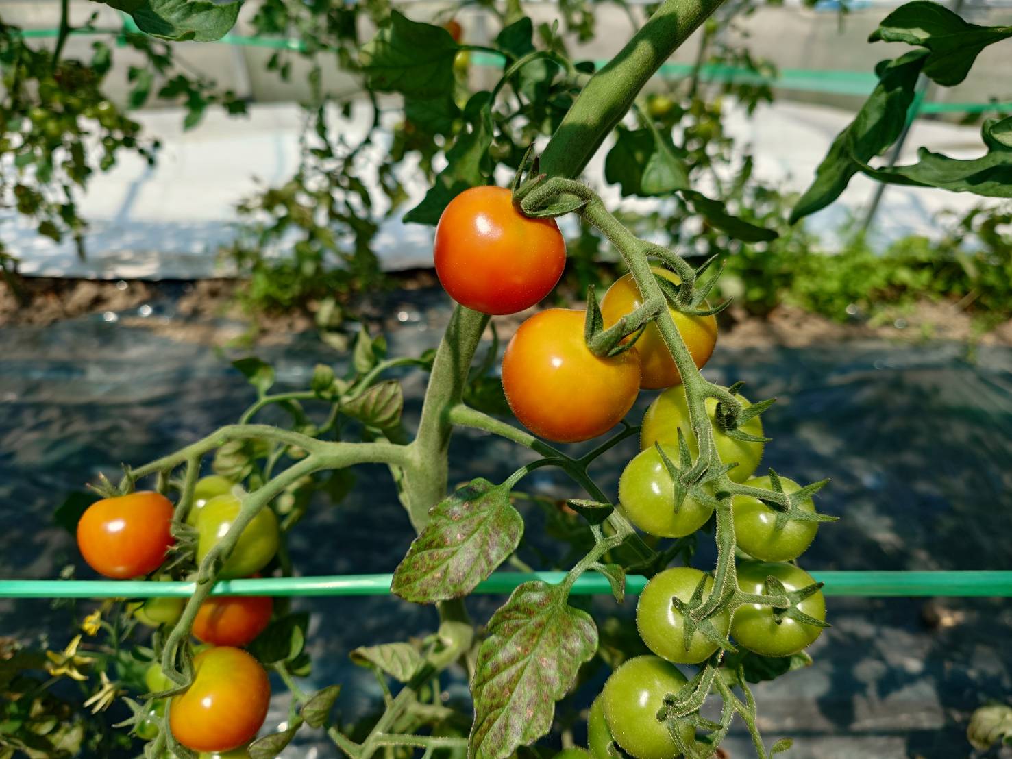 https://fujinami-farm.com